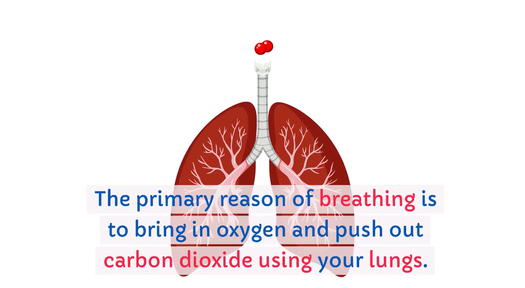 Load video: Breathing mainly serves to bring in oxygen and push out carbon dioxide using your lungs. Two muscles, the diaphragm (a sheet-like muscle below your lungs) and the muscles between your ribs, control how your lungs move.  When someone feels stressed, their way of breathing changes. Normally, when you&#39;re anxious, you start taking small, quick breaths, and you use your shoulders instead of your diaphragm to move air in and out of your lungs. This kind of breathing messes up the balance of gases in your body.  Breathing too fast and shallow, known as hyperventilating, can make the physical symptoms of stress worse and make your anxiety last longer. But if you can control your breathing, it can help reduce some of these symptoms.